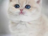 Bebeksi Golden Pawn British Shorthair yavrumuz