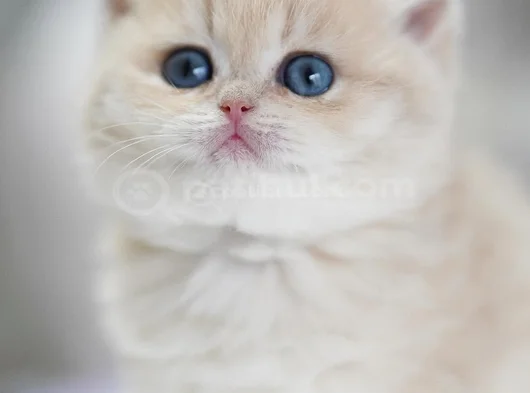 Bebeksi Golden Pawn British Shorthair Yavrumuz