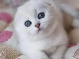 Saf Kan En Kaliteli NS1133 Mavi Göz Scottish Fold Shorthair