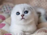 Saf Kan En Kaliteli Ns1133 Mavi Göz Scottish Fold Shorthair