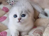 Saf Kan En Kaliteli Ns1133 Mavi Göz Scottish Fold Shorthair