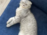 Sevimli Bir Kız Liya