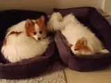 Erkek Party Color Pomeranian
