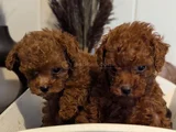Orjinal Kore kan Toypoodle