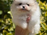 Teddybear Ayıcık Pomeranianboo