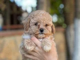 Apricot Orjinal Toypoodle