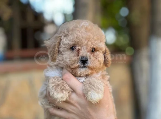 Apricot Orjinal Toypoodle görsel