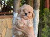 Apricot orjinal Toypoodle