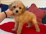 Genetik Testli Premium Kalite Toy Poodle