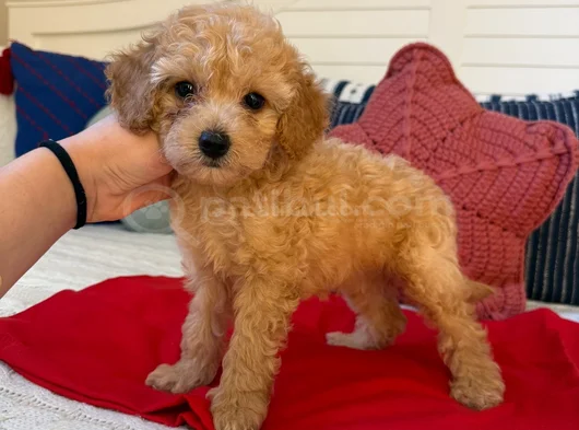 Genetik Testli Premium Kalite Toy Poodle görsel