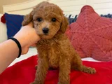 Genetik Testli Premium Kalite Toy Poodle