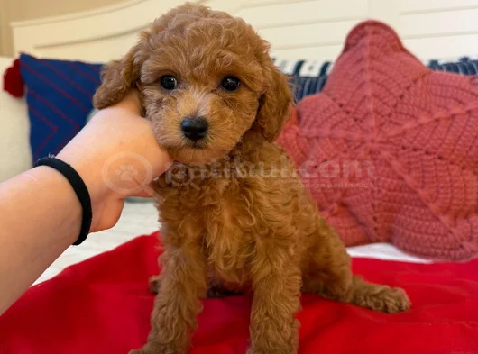 Genetik Testli Premium Kalite Toy Poodle görsel