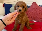 Genetik Testli Premium Kalite Toy Poodle