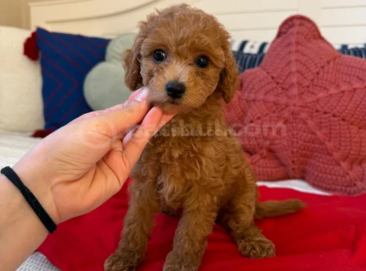 Genetik Testli Premium Kalite Toy Poodle görsel