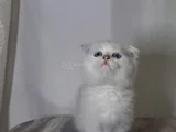 A Kalite Oyuncu Ayı Suratlar