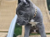 Erkek Blue Cane Corso İtaliano Yavrularımız