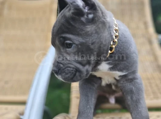 Erkek Blue Cane Corso İtaliano Yavrularımız görsel