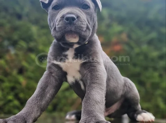 Erkek Blue Cane Corso İtaliano Yavrularımız