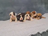 Tacileri kaçırmayın