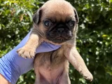 Buruşuk surat pug mops bebekler