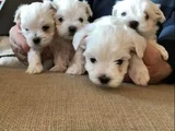 Xs Maltese Bebekler