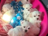 Xs Maltese Bebekler
