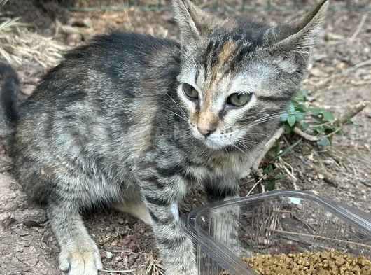 2 Aylık Dişi - Teslimata Dahil Hiçbir Ücret Yok Heryere