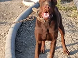 Kızıl Doberman