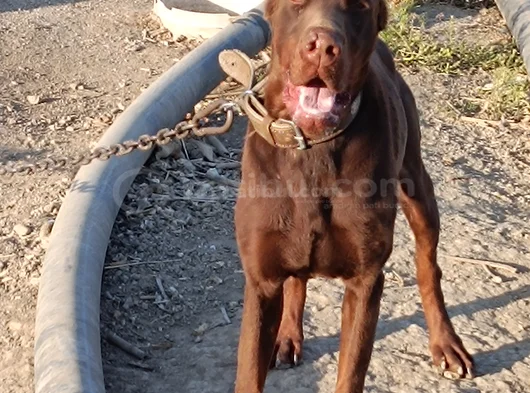 Kızıl Doberman görsel