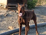 Kızıl Doberman