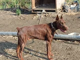 Kızıl doberman