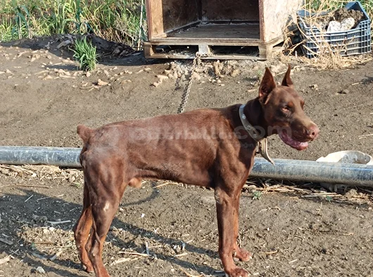 Kızıl Doberman
