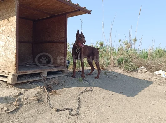 Kızıl Doberman görsel