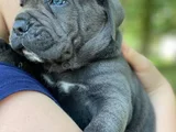 Safkan italyan cane corso yavrularımız