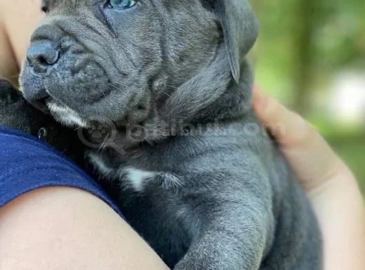 Safkan italyan cane corso yavrularımız