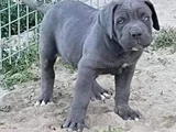 Safkan Italyan Cane Corso Yavrularımız