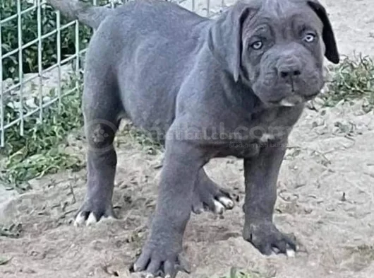 Safkan Italyan Cane Corso Yavrularımız görsel