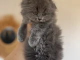 Kucak Delisi Oyun Hamuru Bir Bebiş