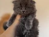 Kucak Delisi Oyun Hamuru Bir Bebiş