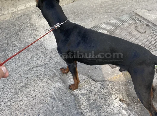Aşıları Tam Uysal görsel