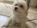 2 aylik morkie