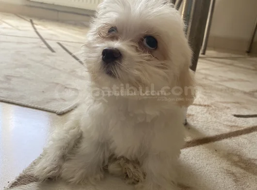 2 Aylik Morkie