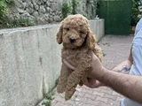 Üst Sekmen Apricot Poodle