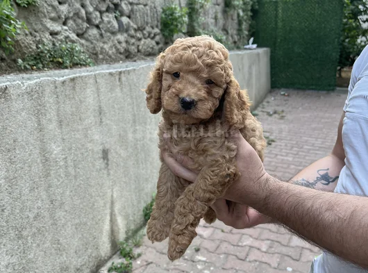 Üst Sekmen Apricot Poodle görsel