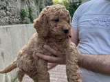 Üst Sekmen Apricot Poodle