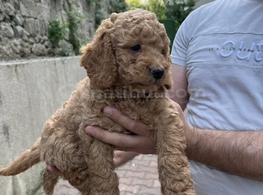 Üst Sekmen Apricot Poodle görsel