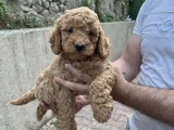 Üst sekmen Apricot poodle
