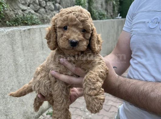 Üst Sekmen Apricot Poodle