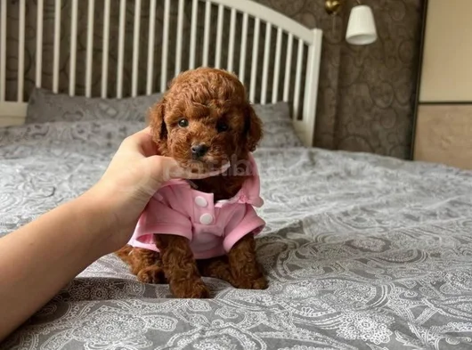 Çok Nadir Red Brown Mini Toy Poodle Bebekler