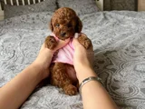 Çok Nadir Red Brown Mini Toy Poodle Bebekler